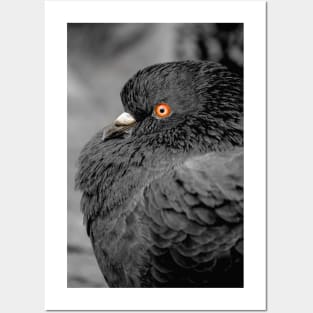 Feather Noir. Black and White Pigeon Photograph Posters and Art